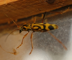 Chlorophorus annularis