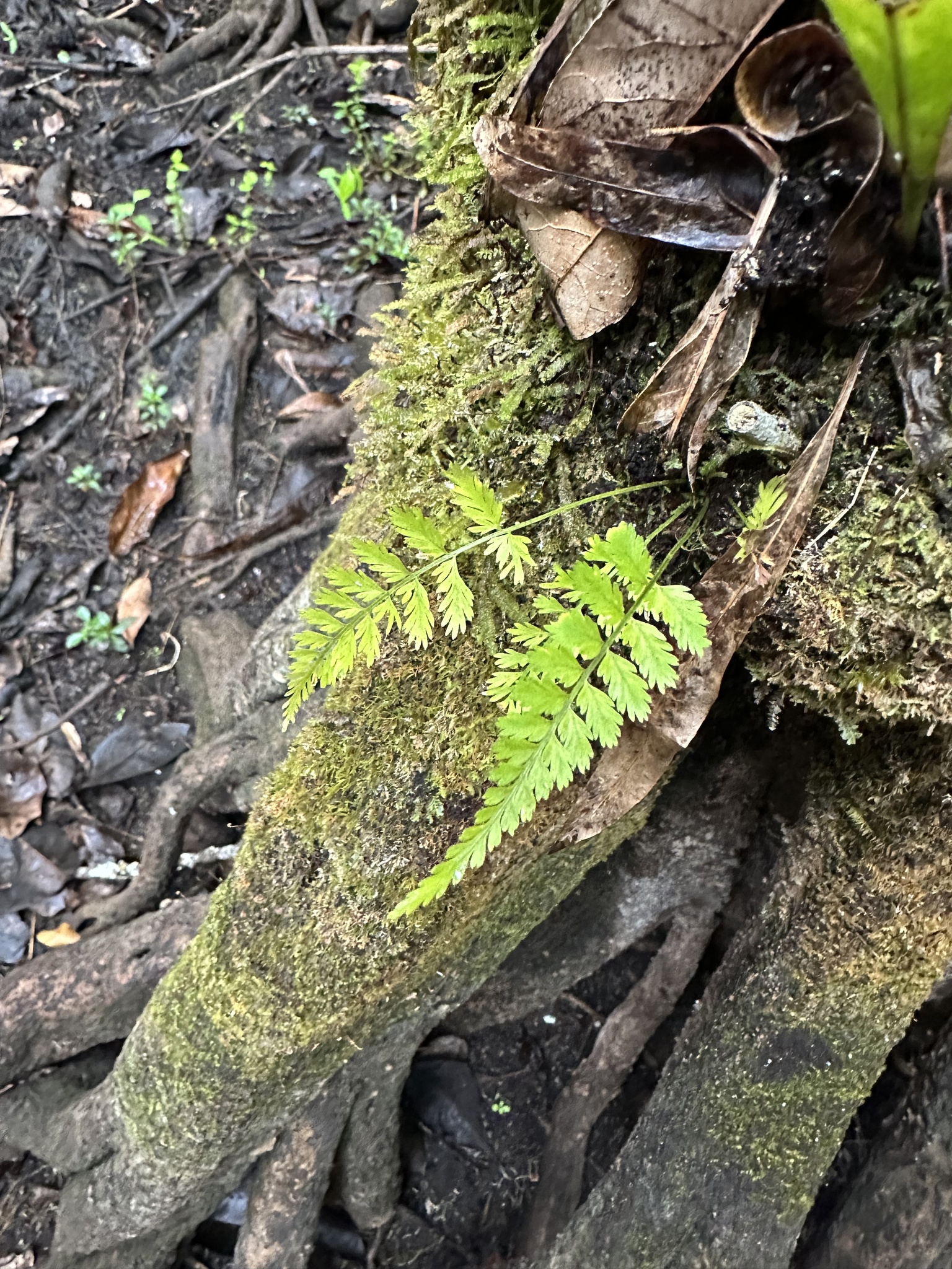 Asplenium erosum L. 2