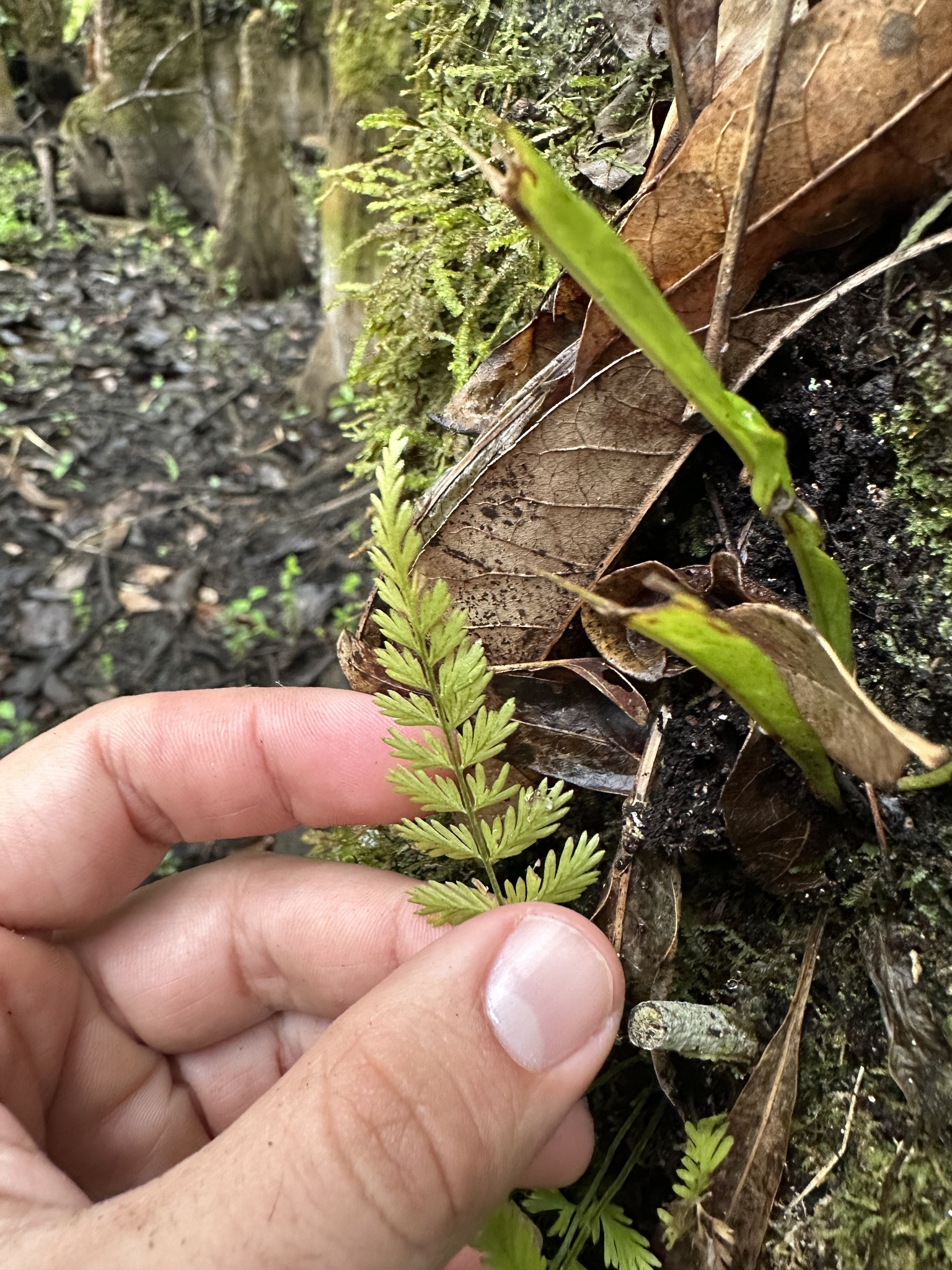 Asplenium erosum L. 3