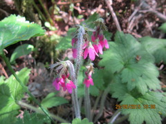 Primula matthioli