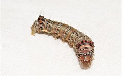 Coenotoca subaspersa