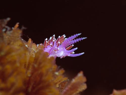 Paraflabellina funeka
