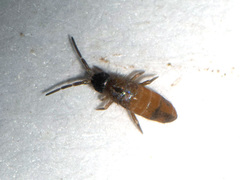 Collembola
