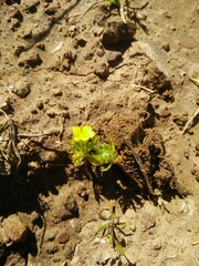 Ceratocephala falcata