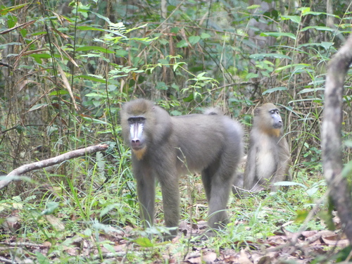 Mandrill