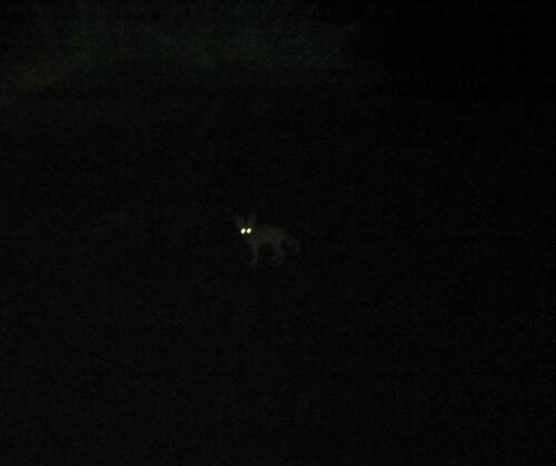Fennec Fox