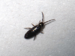 Collembola
