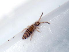 Entomobrya nigrocincta