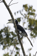 Anthracoceros albirostris