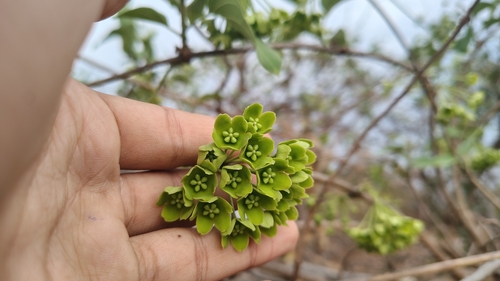 Jukti (Stephanotis volubilis)