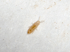 Collembola