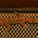 Gracile Round-eyed Gecko - Photo (c) Anubhav Agarwal, some rights reserved (CC BY-NC), uploaded by Anubhav Agarwal