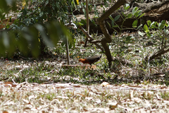 Rallina tricolor