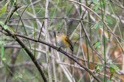 Red-flanked Bluetail