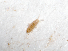 Collembola