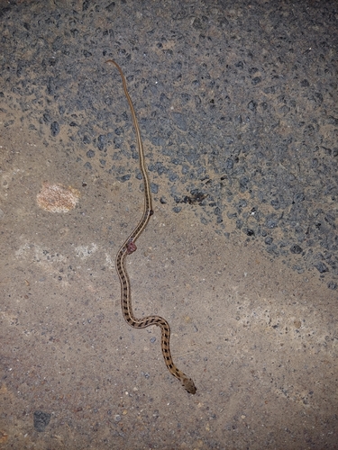 Buff Striped Keelback