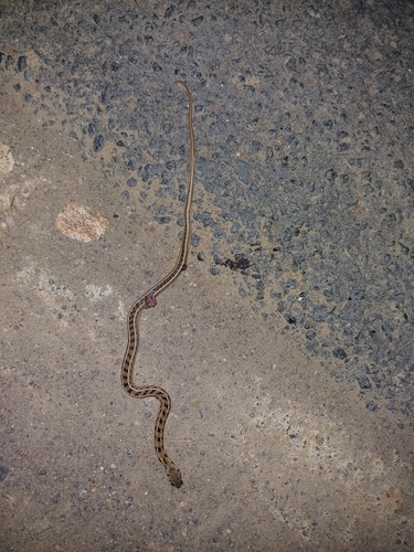 Buff Striped Keelback