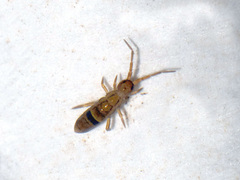 Orchesella cincta