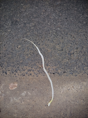 Buff Striped Keelback