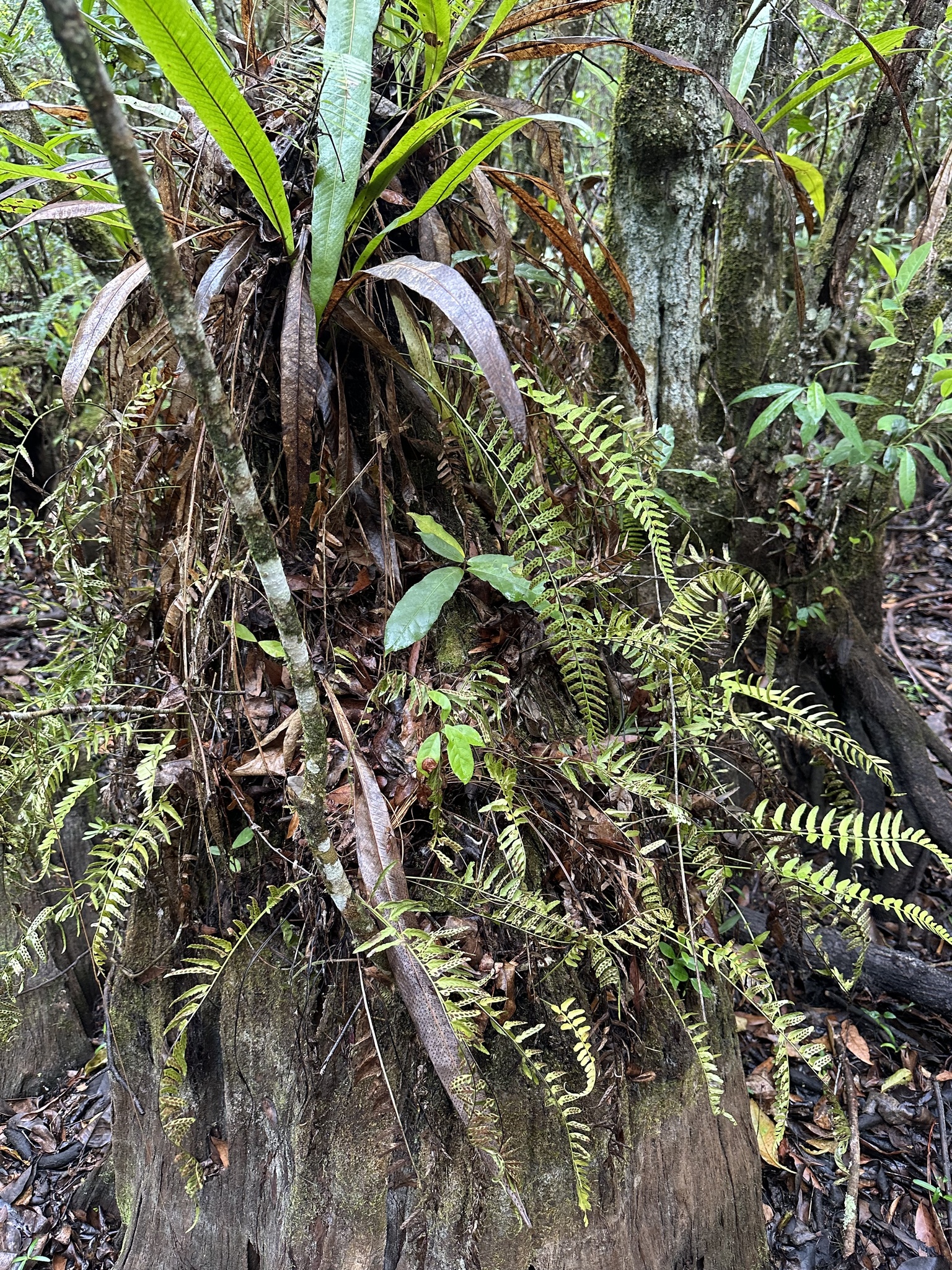 Asplenium erosum L.