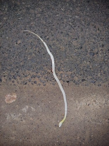 Buff Striped Keelback