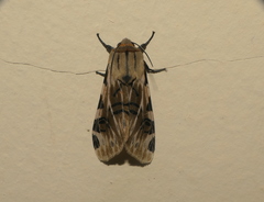 Hypercompe nemophila