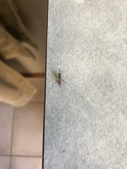 Glabridorsum stokesii