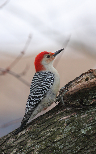 Red-bellied Woodpecker (Birds of Alabama) · iNaturalist