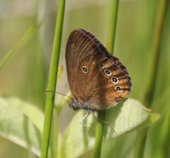 Coenonympha oedippus