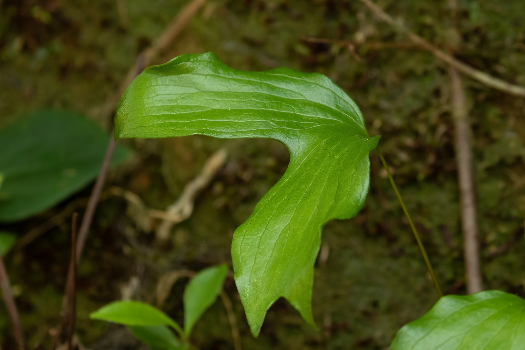 Cheiropleuria bicuspis — ảnh 3