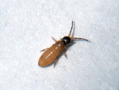 Collembola