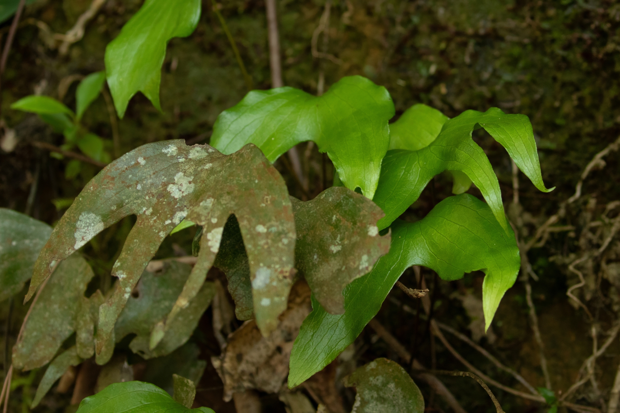 Cheiropleuria bicuspis — ảnh 2