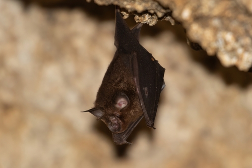 Rhinolophus affinis observed 2026-03-29