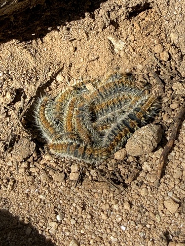 Avistamiento Thaumetopoea pityocampa