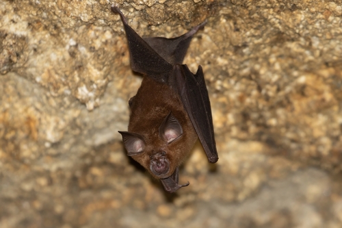 Rhinolophus affinis observed 2026-03-29