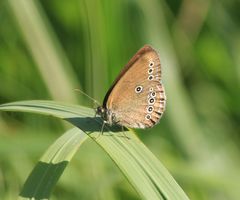 Coenonympha oedippus