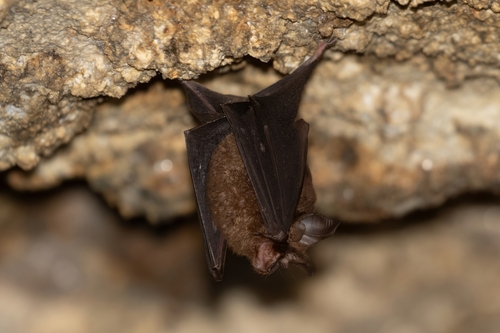 Rhinolophus affinis observed 2026-03-29