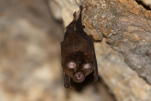 Rhinolophus affinis observed 2026-03-29