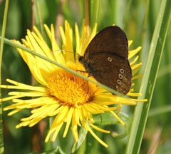 Coenonympha oedippus