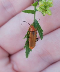 Cantharis melaspoides