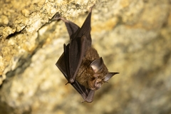 Intermediate Horseshoe Bat photo 1