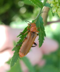 Cantharis melaspoides