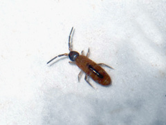 Collembola