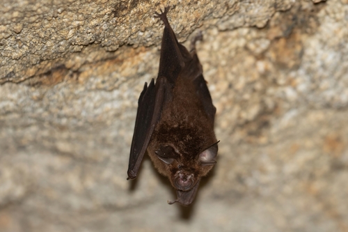 Rhinolophus affinis observed 2026-03-29
