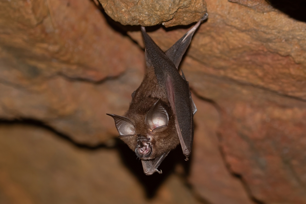 Pearson's Horseshoe Bat