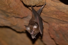Pearson's Horseshoe Bat photo 1