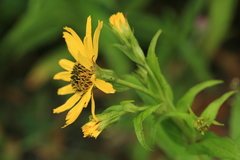 Arnica sachalinensis