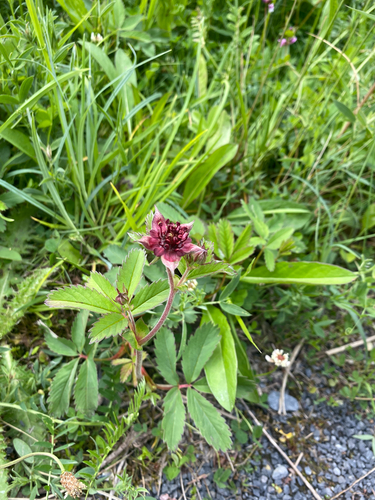 Marsh Cinquefoil (Comarum palustre)