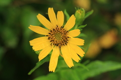 Arnica sachalinensis