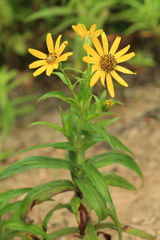 Arnica sachalinensis